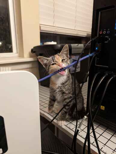 cute calico kitten biting a cable coming out of a computer 