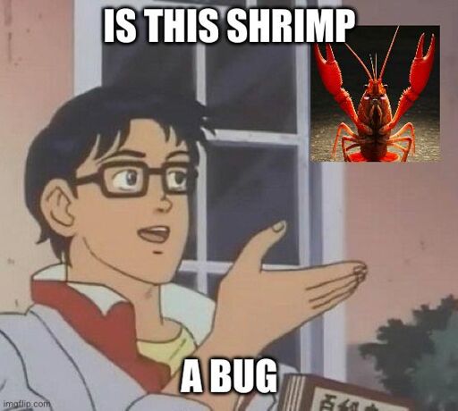 shrimps is bugs