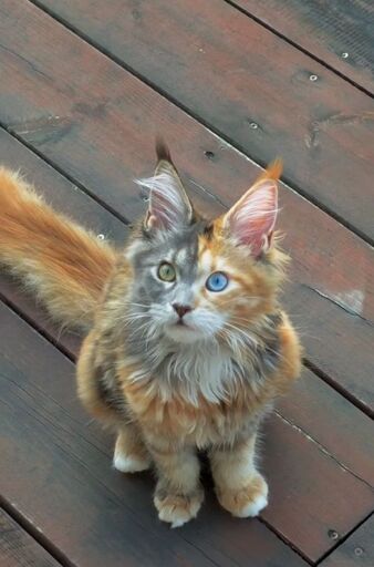 Snarf!
