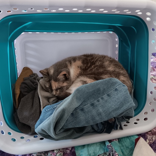 calico sleeping on laundry
