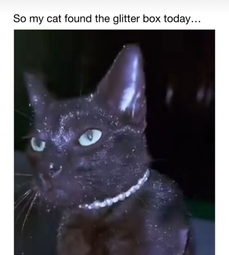 Silly kitty