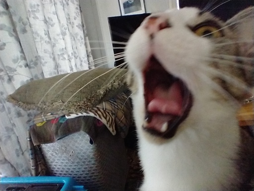 cat yawning