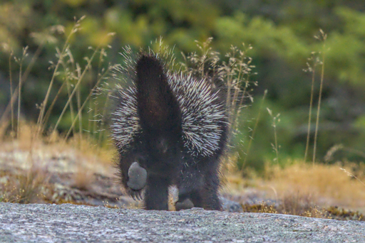 A porcupine scurrying away in the early morning. in this shot you can see the long claws on its hind foot.