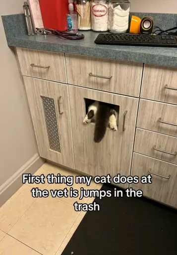 "First thing my cat does at the vet is jump in the trash" Picture of a cat in a trash bin inside a cupboard with only the tail and hind paws sticking out