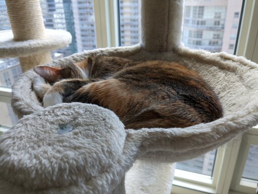 A calico cat assuming an extremely flat form in a bed.